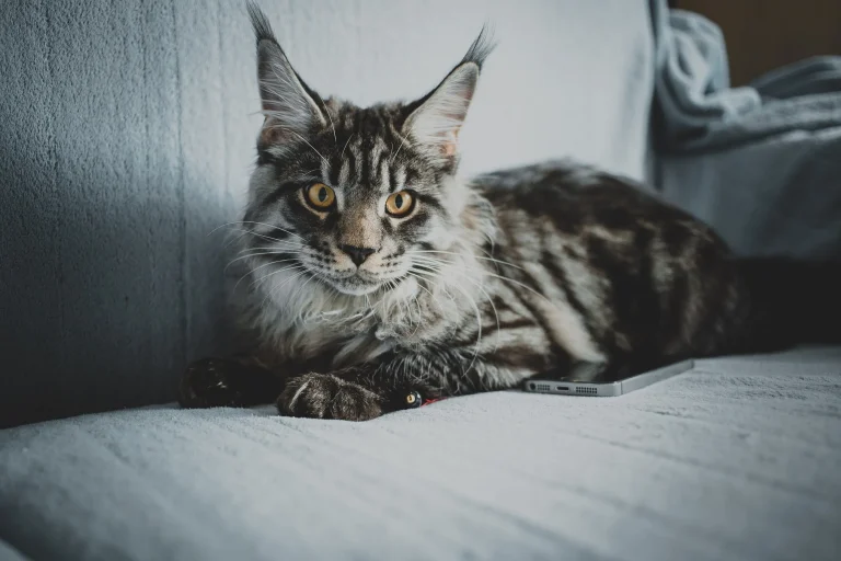 Maine Coon Kittens for Sale California – Sweet, Socialized, and Stunning