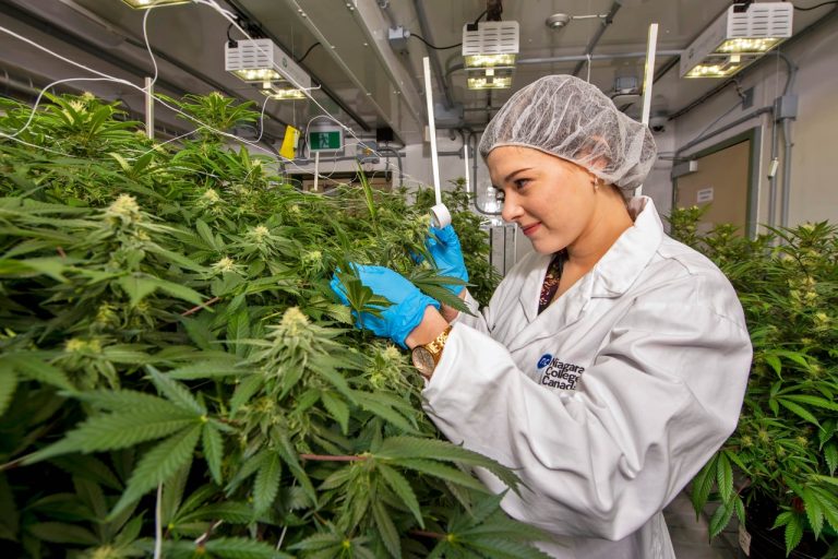 Welcome to the World of Cannabis Social Clubs