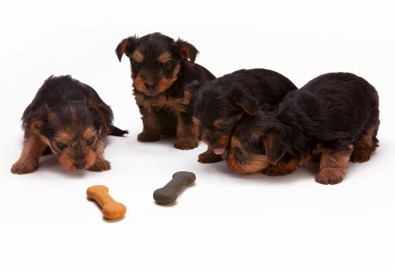 Why Pet Owners Choose Badlands Ranch Dog Food Canada
