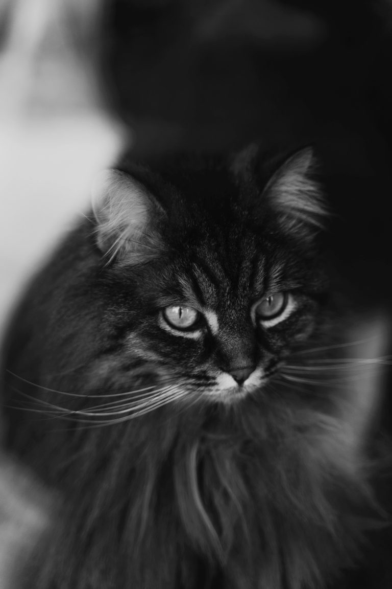 Find Healthy Maine Coon Cats for Sale Near Me – Trusted Breeder